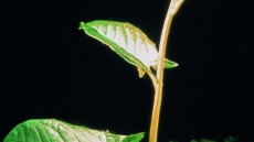 rostlina svlačce