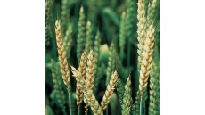 původce černání pat stébel způsobuje také běloklasost