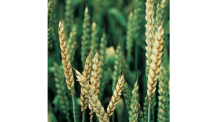 původce černání pat stébel způsobuje také běloklasost