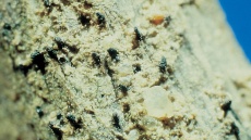 černání pat stébel - perithécia