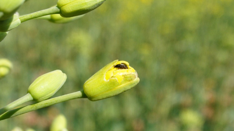 žír blýskáčka v květu