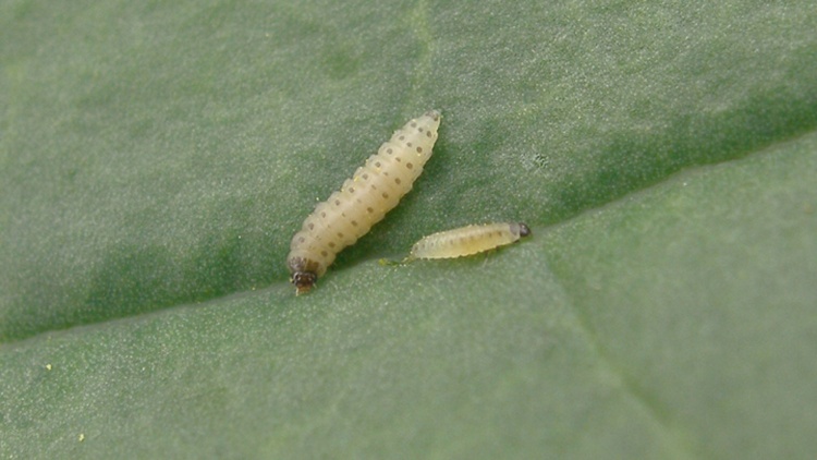 larvy blýskáčka řepkového
