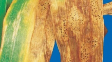 Braničnatka pšeničná (hnědá skvrnitost listů, pyknidiální listová skvrnitost pšenice)