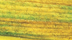 Helmintosporióza na listové čepeli