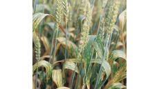 Helmintosporióza pšenice