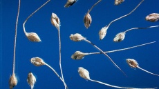 semena ježatky kuří nohy
