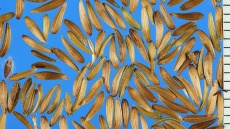 semena kapustky obecné
