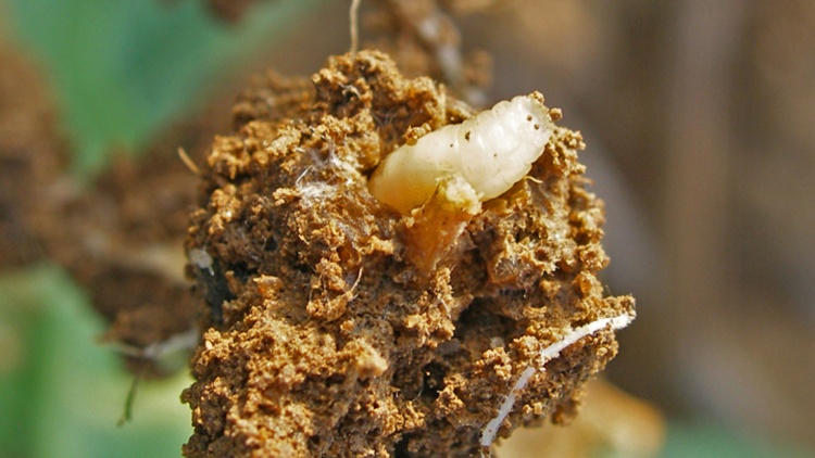 larva květilky všežravé
