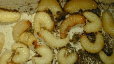 larvy lalokonosce libečkového