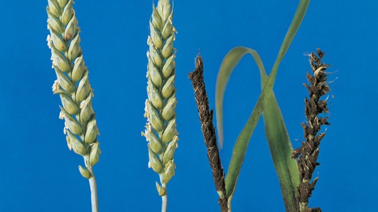 porovnání zdravé a snětivé pšenice