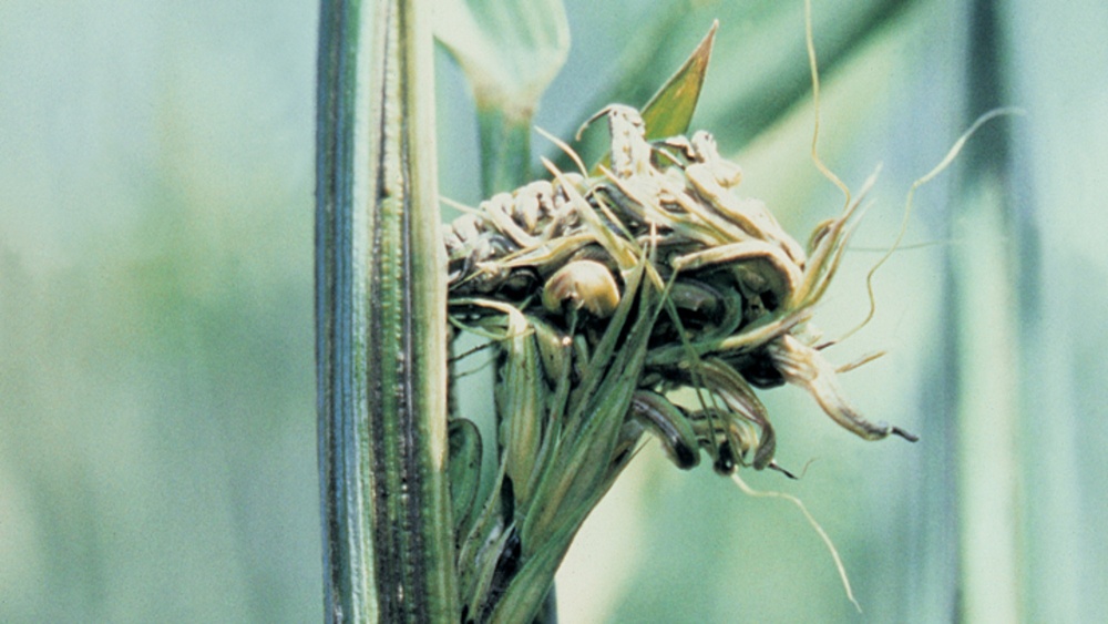 Стеблевая головня пшеницы. Ustilago tritici пыльная головня пшеницы. Стеблевая головня ржи. Стеблевая головня ржи. Стеблевая головня пшеницы.