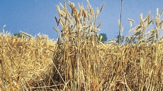 oslabené stonky pšenice poléhají