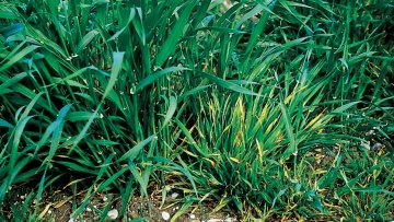 Virózy v obilninách