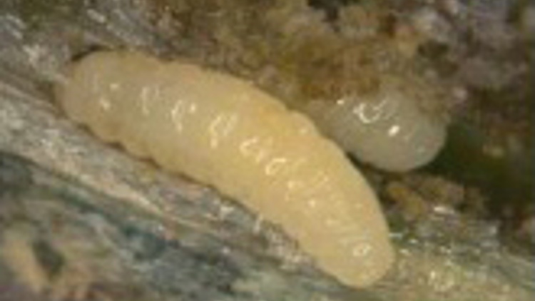 larva žlabatky stonkové