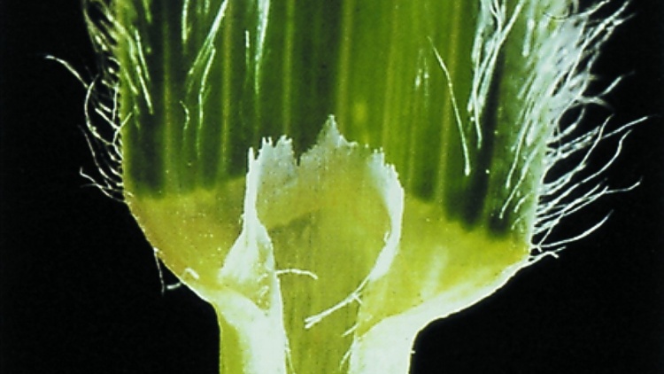 detail