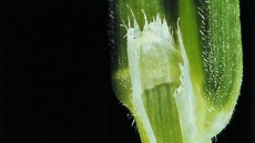 detailní pohled