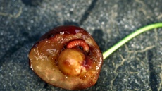 larvy vrtule způsobují červivost třešní