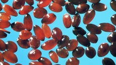 semena úhorníku mnohodílného