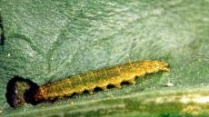 housenka běláska zelného