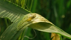 larva vrtalky ječné