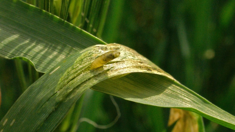 larva vrtalky ječné