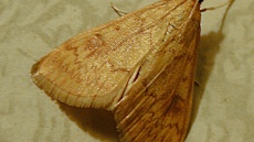 zavíječ - dospělec