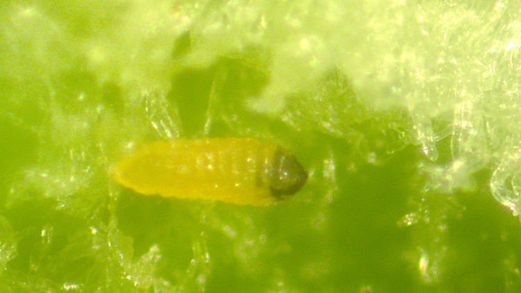 larva zrnokaze hrachového