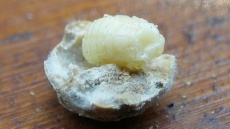 tučná larva zrnokaze hrachového