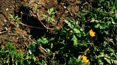 kvetoucí pryskyřník plazivý