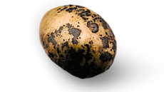 napadená brambora má na sobě černé strupy