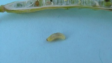 larva krytonosce řepkového