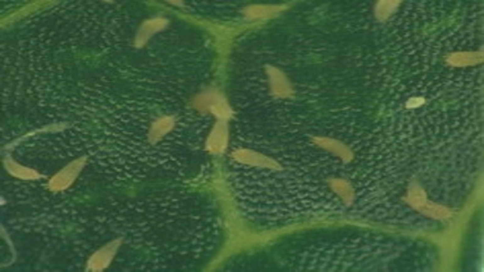 Aculus Sp Hálčivec - Řešení pro zemědělství