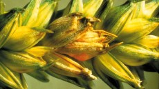 Fuzariové mykotoxiny