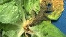 plíseň šedá - příznaky na salátu